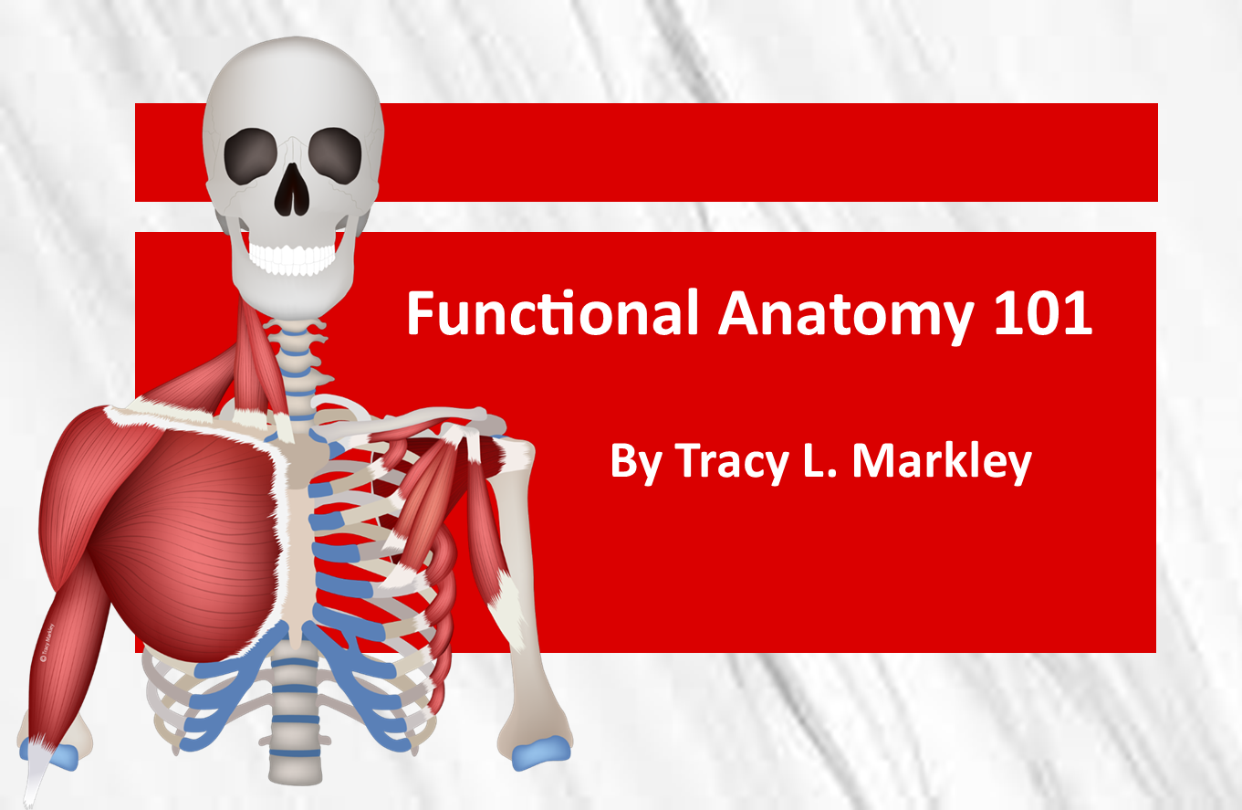 anatomy-101-cover